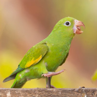 Golden-winged Parakeet
